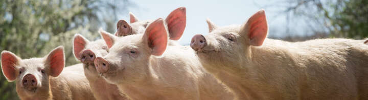 Banner Blattin unsere Marken Schweine Banner Blattin unsere Marken Schweine